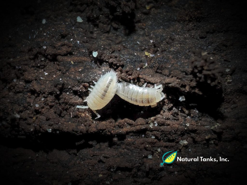 ISÓPODO - Dwarf White (10pk)