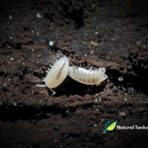 ISÓPODO - Dwarf White (10pk)