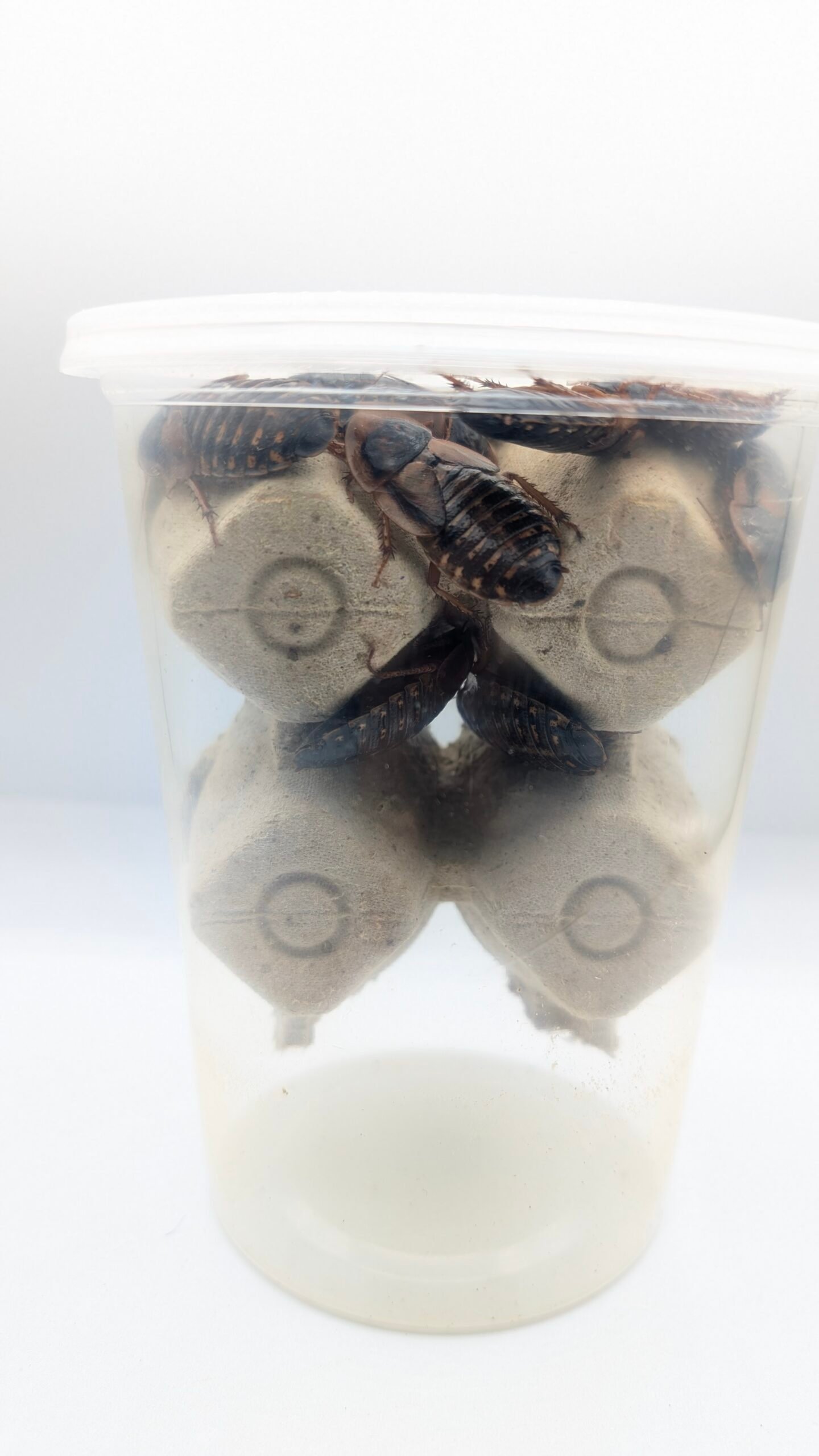 Dubias (100) - Image 4