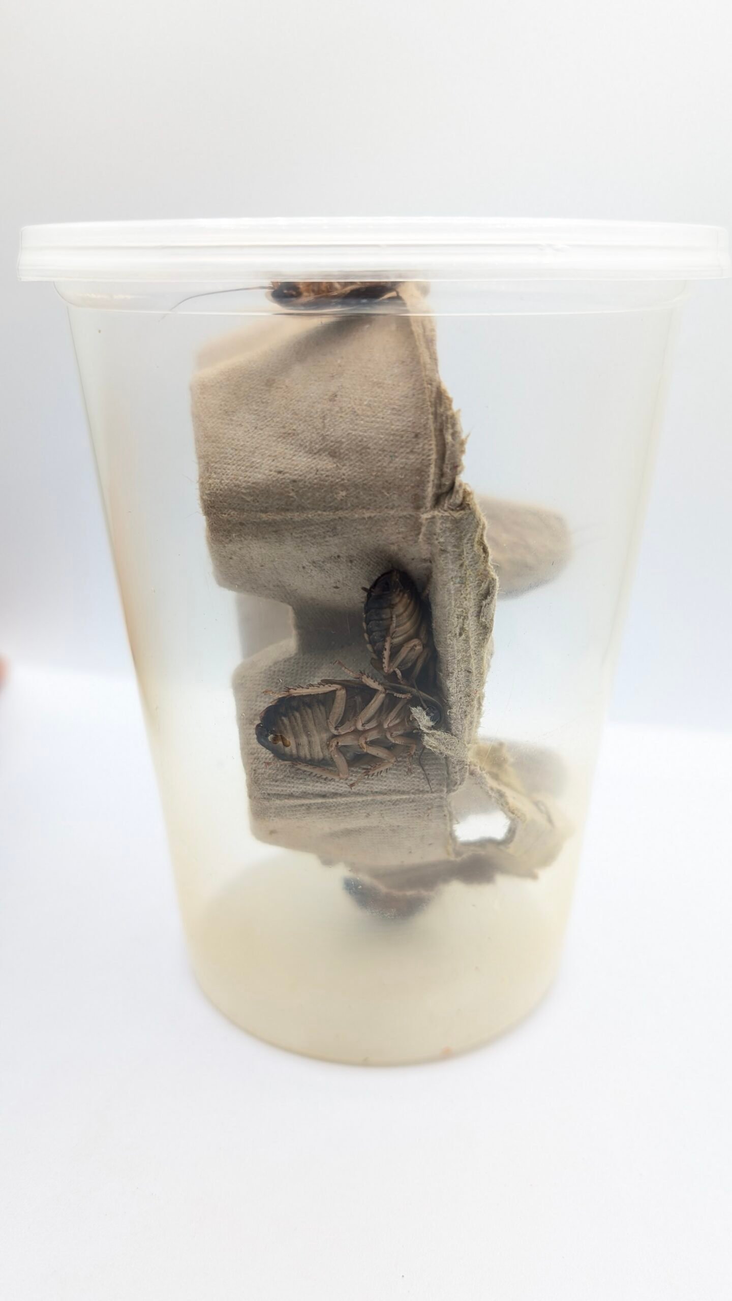 Dubias (100) - Image 3