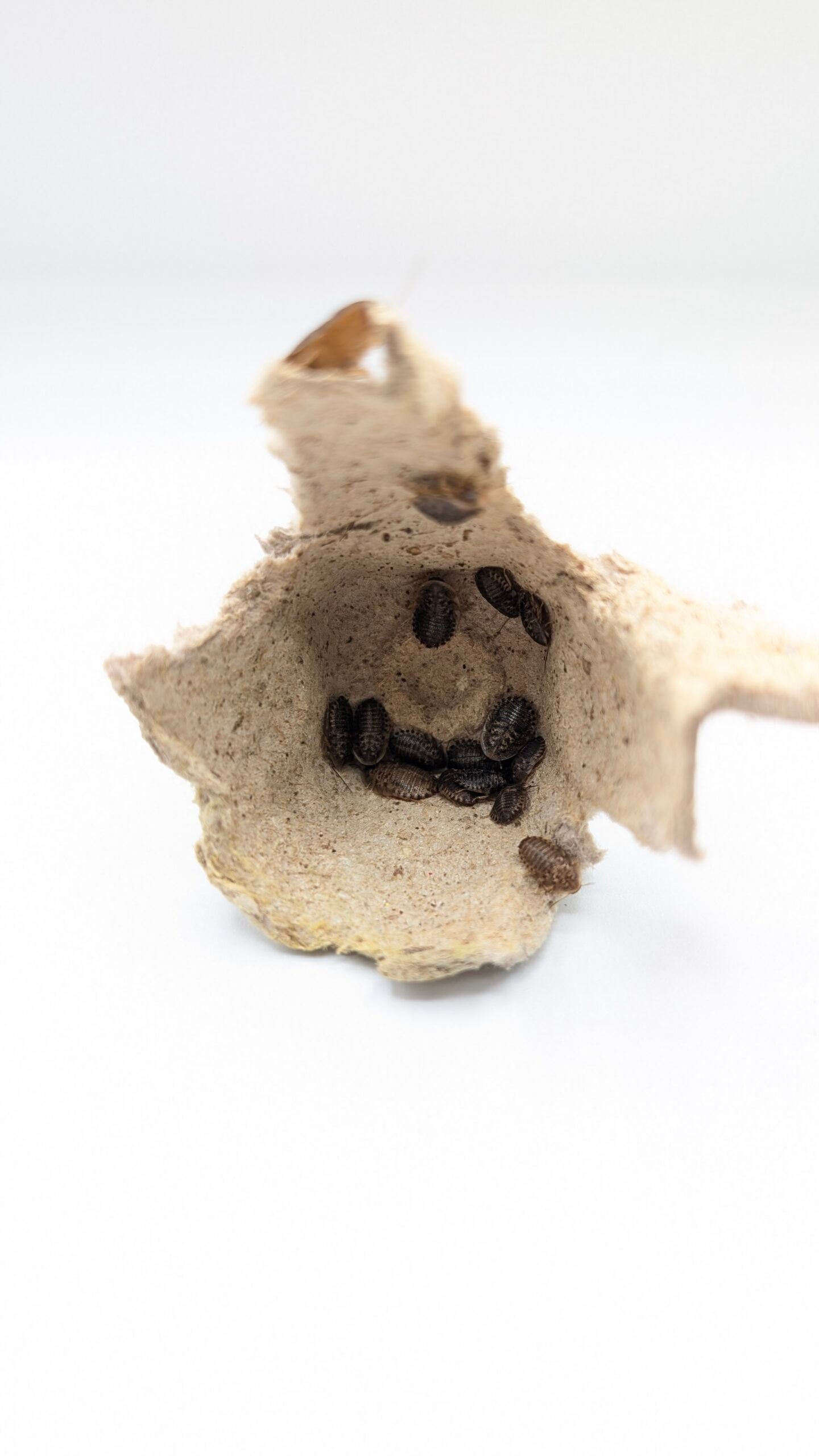 Dubias (100) - Image 2