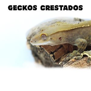 Gecko Crestado