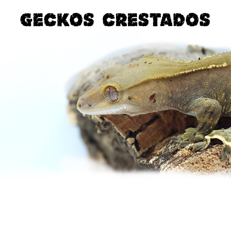 Gecko Crestado