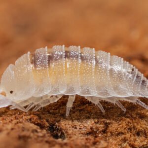 Isópodo blanco enano - Trichorhina tomentosa (10)