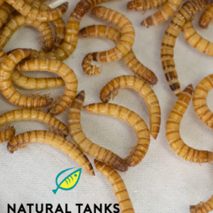 Mealworms (100)