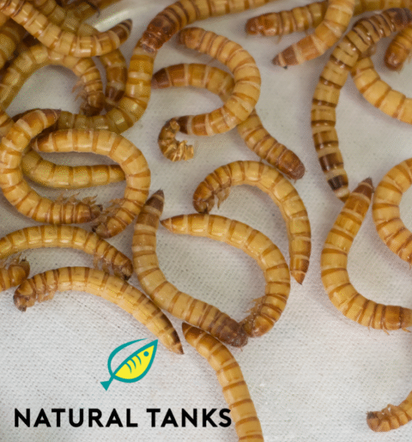 Mealworms (100)