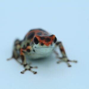 Rana Dardo de Fresa 'Bastimentos' - Oophaga pumulio