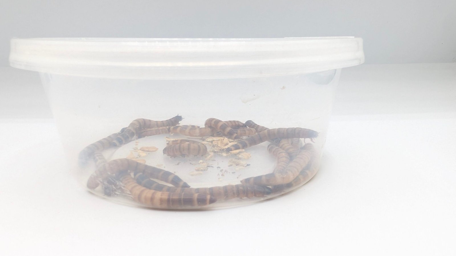 Superworms (100) - Image 2