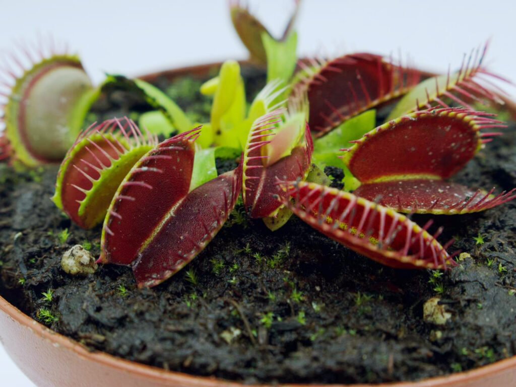 Dionaea 'Big mouth'