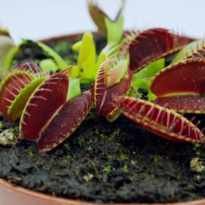 Dionaea 'Big mouth'