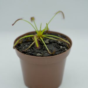 Drosera capensis