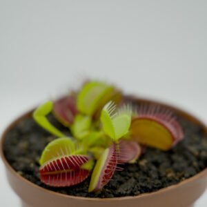 Dionaea 'Big mouth'