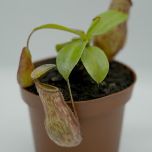 Nepenthes × Gaya