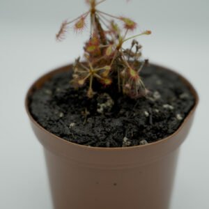 Drosera madagascarensis