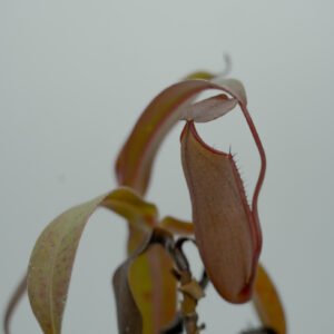 Nepenthes ‘Rebecca Soper’