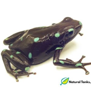 Dendrobates Auratus - Ancon Hill