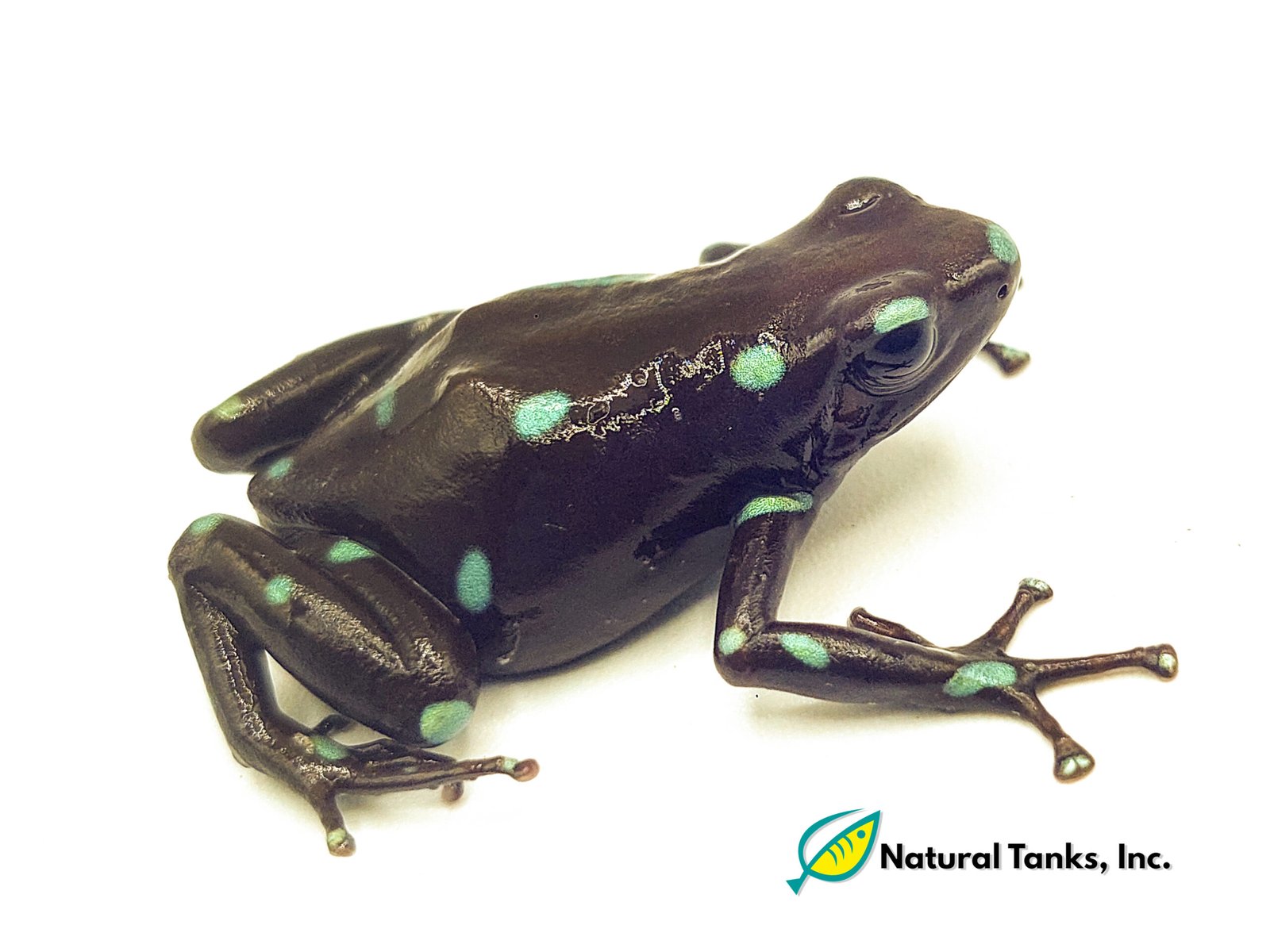 Dendrobates Auratus - Ancon Hill