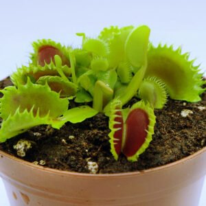 Dionaea "Chinese Dumpling"