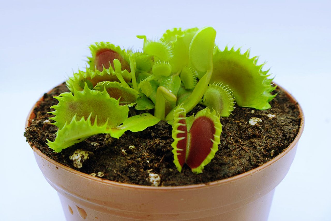 Dionaea "Chinese Dumpling"