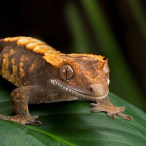 Reptiles