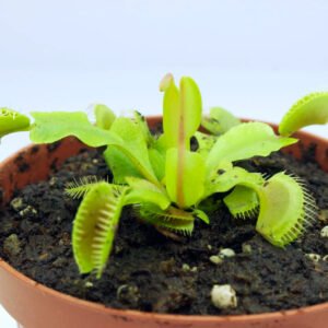 Dionaea Muscipula "Regular"