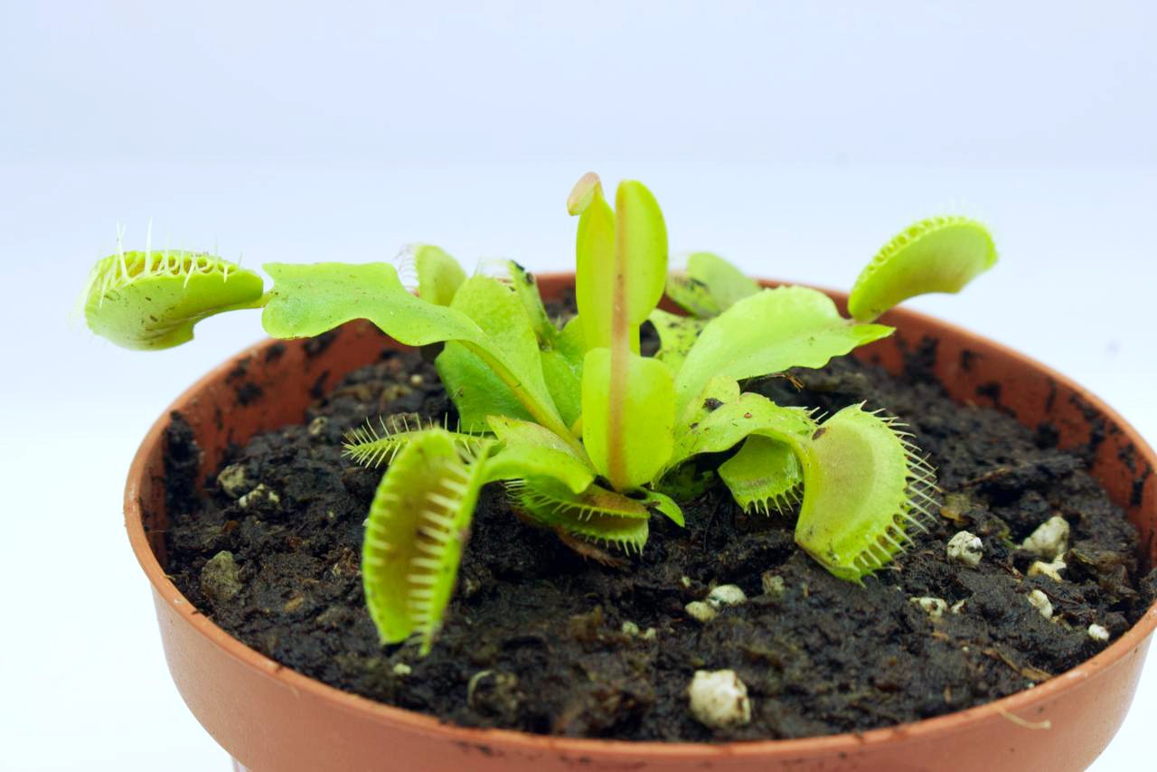 Dionaea Muscipula "Regular"