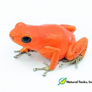 Rana dardo, Oophaga Pumilio - Solarte