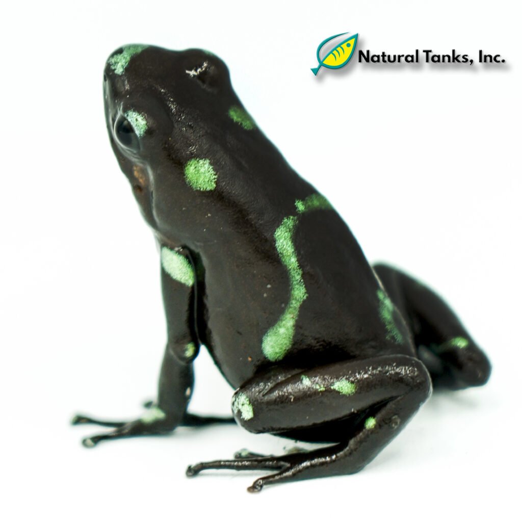 Dendrobates Auratus - Ancon Hill