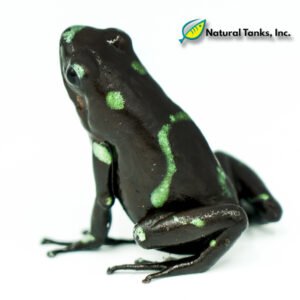 Dendrobates Auratus - Ancon Hill