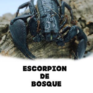Escorpiones de Bosque (KIT)