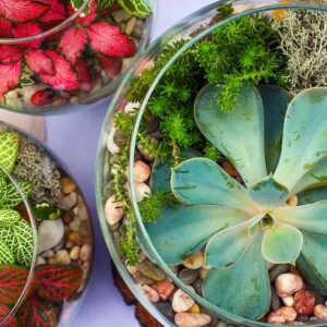 Plantas