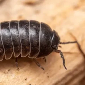 ISOPODOS