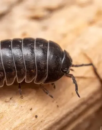 ISOPODOS