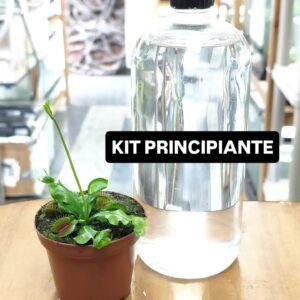 KIT PRINCIPIANTE - Planta carnívora Dionaea "Big Mouth" (Oferta de Décimo)