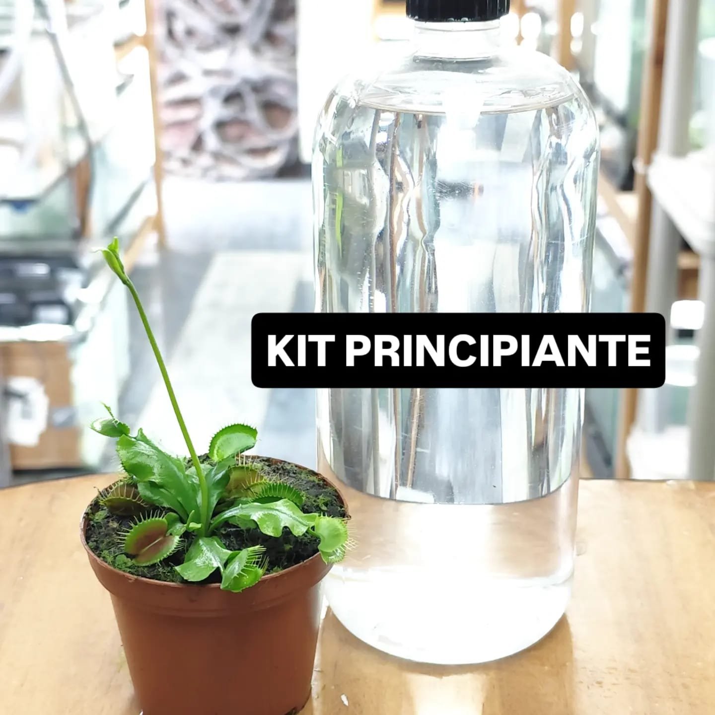KIT PRINCIPIANTE - Planta carnívora Dionaea "Big Mouth" (Oferta de Décimo)