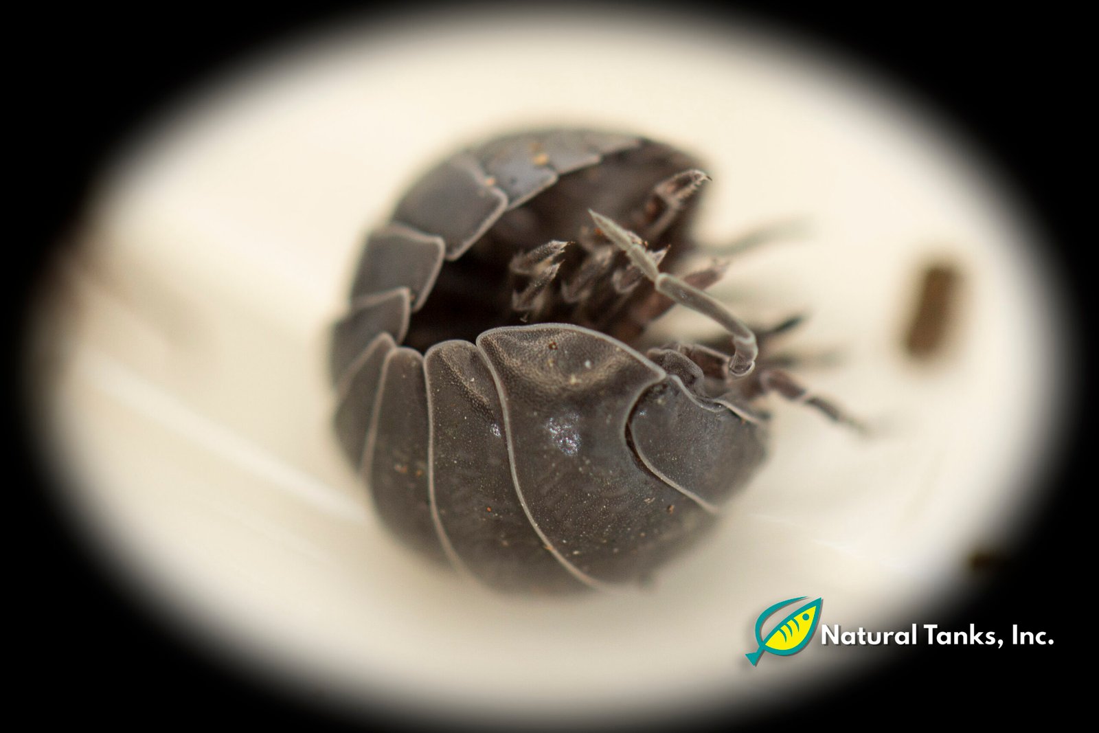 ISÓPODO – Armadillidium Vulgare (10pk) - Image 2
