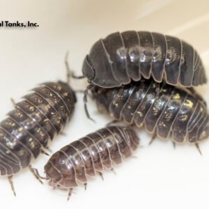 ISÓPODO – Armadillidium Vulgare (10pk)