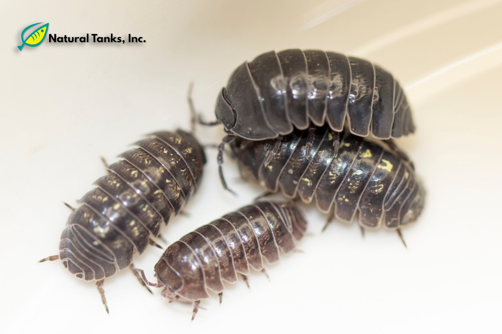 ISÓPODO – Armadillidium Vulgare (10pk)