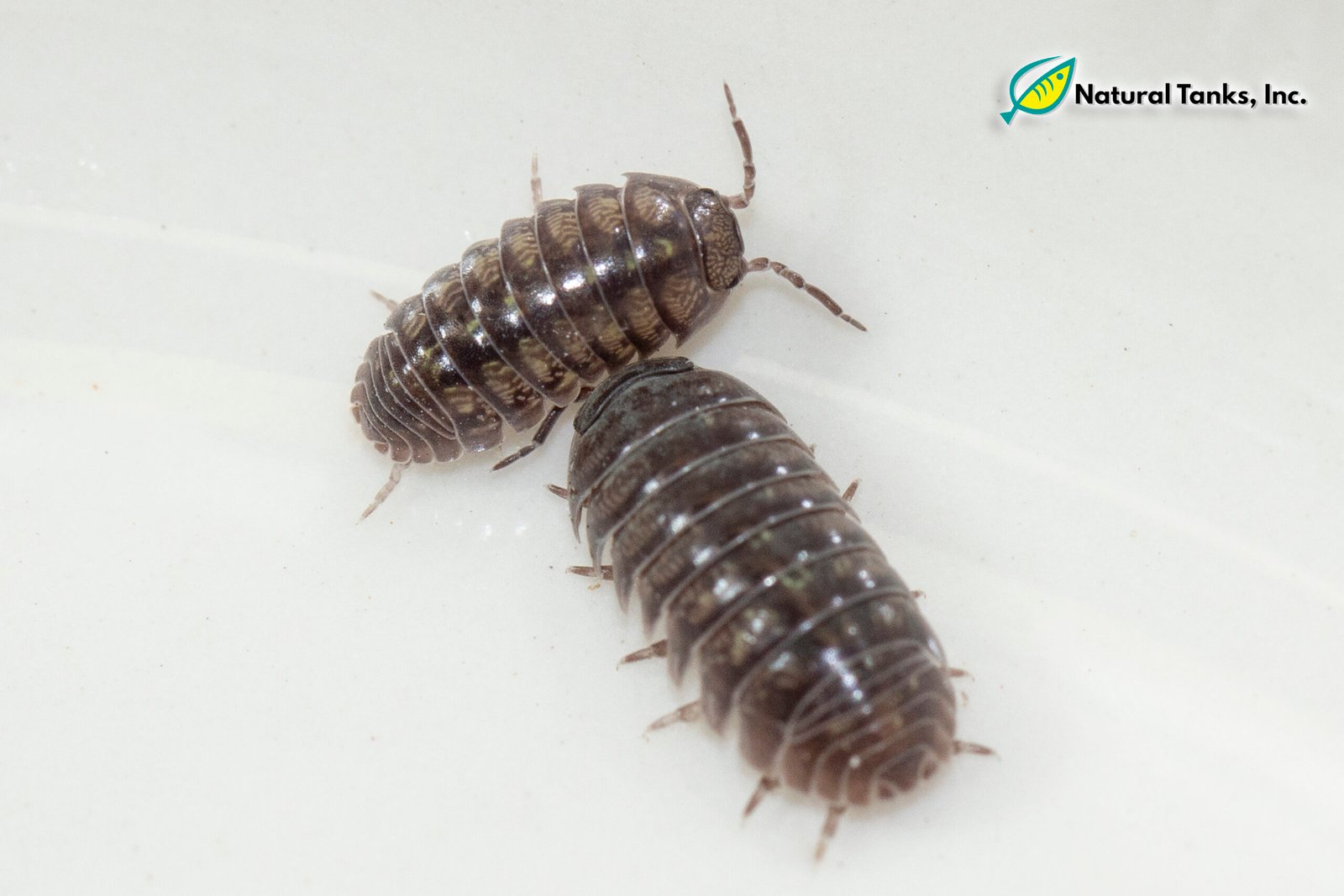 ISÓPODO – Armadillidium Vulgare (10pk) - Image 3
