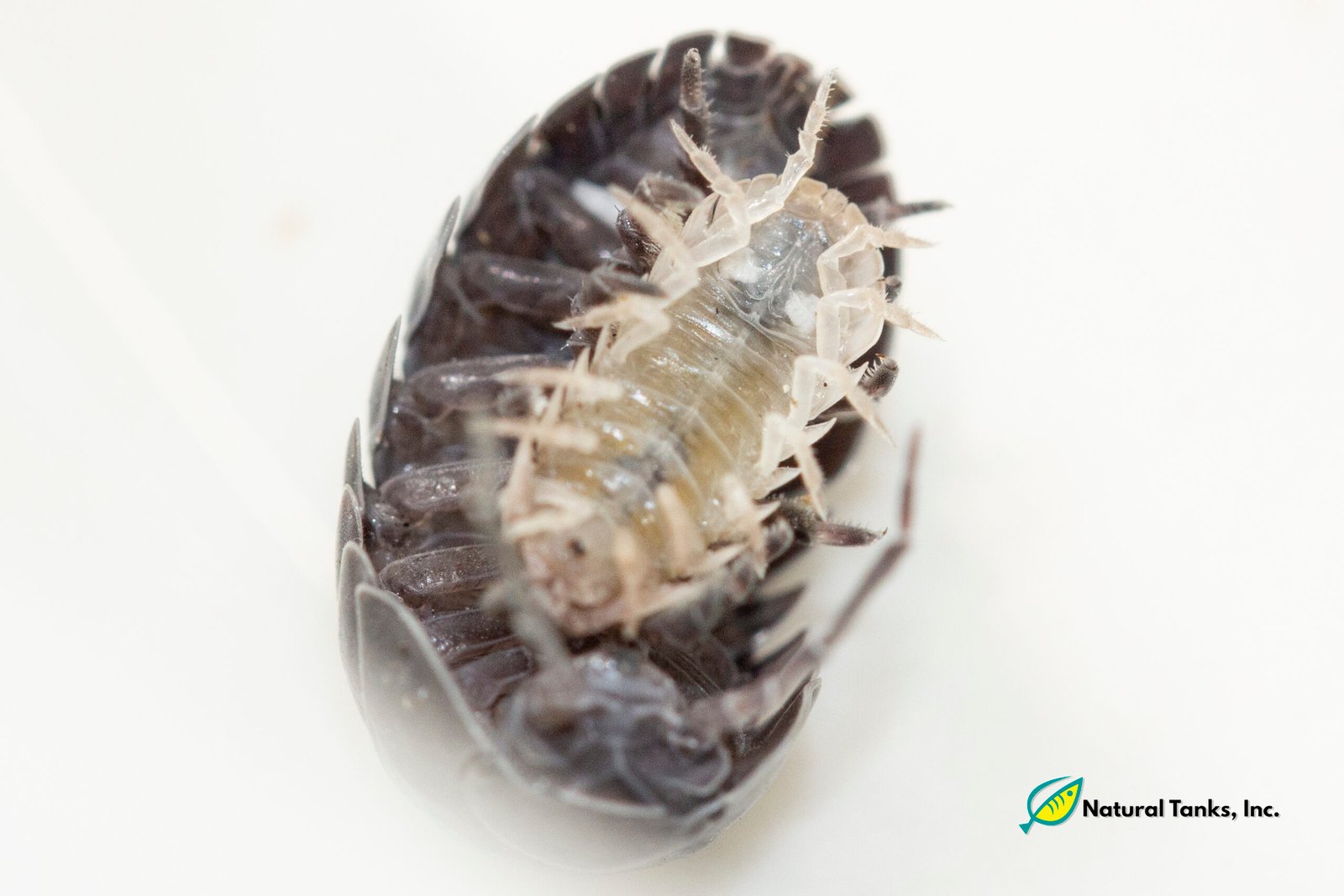 ISÓPODO – Armadillidium Vulgare (10pk) - Image 4