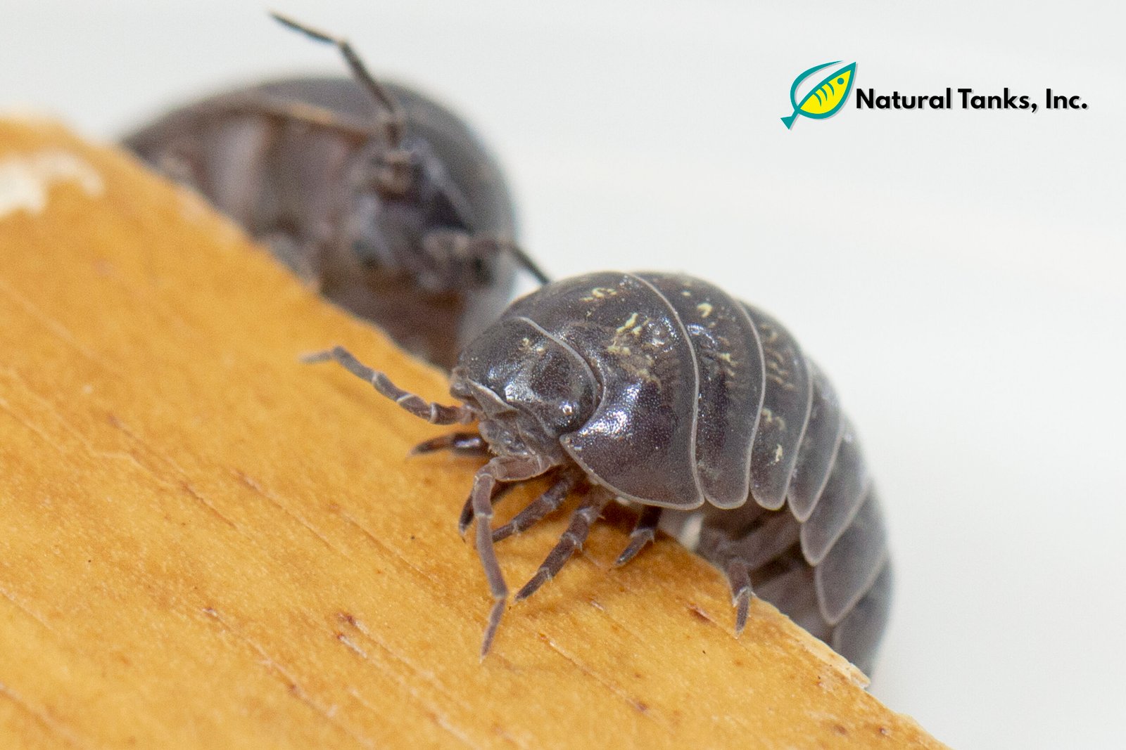 ISÓPODO – Armadillidium Vulgare (10pk) - Image 5