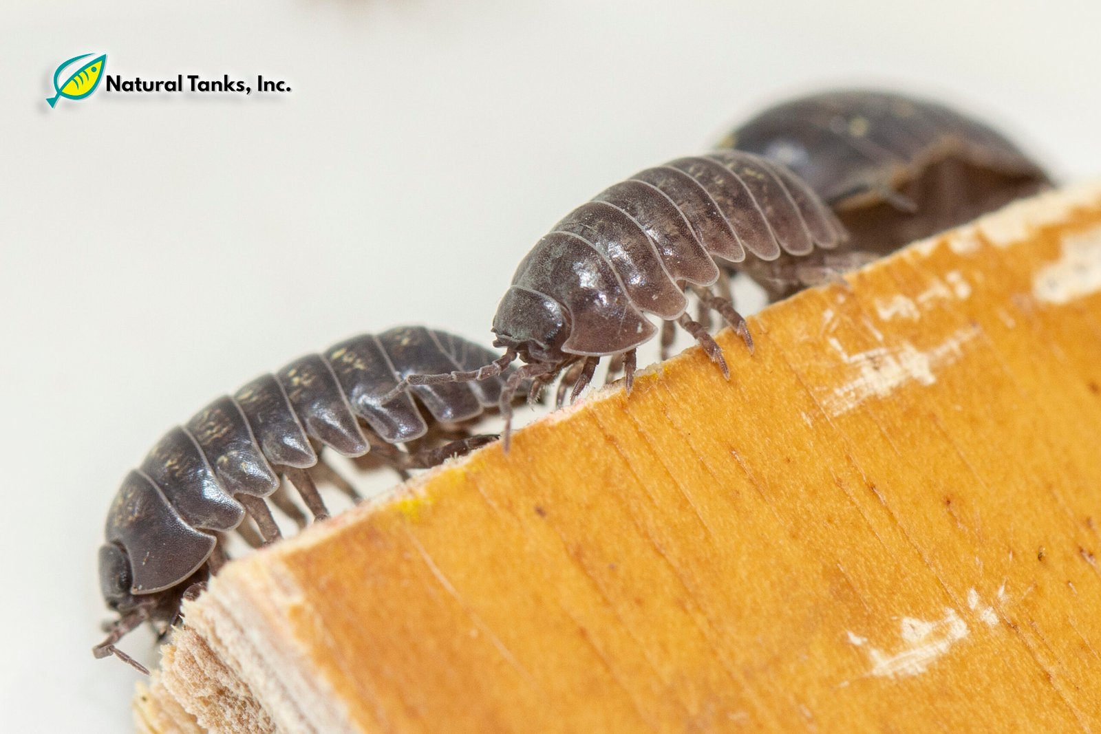 ISÓPODO – Armadillidium Vulgare (10pk) - Image 6