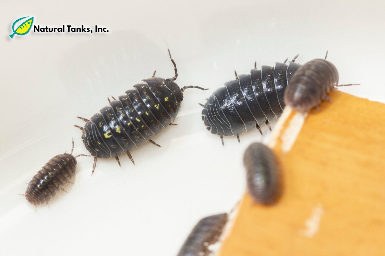 ISÓPODO – Armadillidium Vulgare (10pk) - Image 7