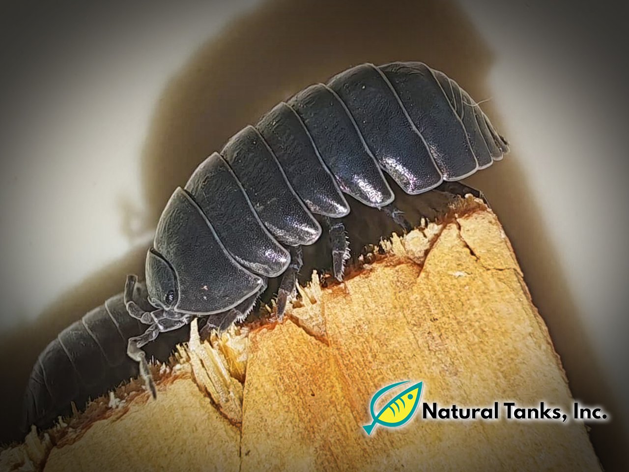 ISÓPODO – Armadillidium Vulgare (10pk) - Image 8