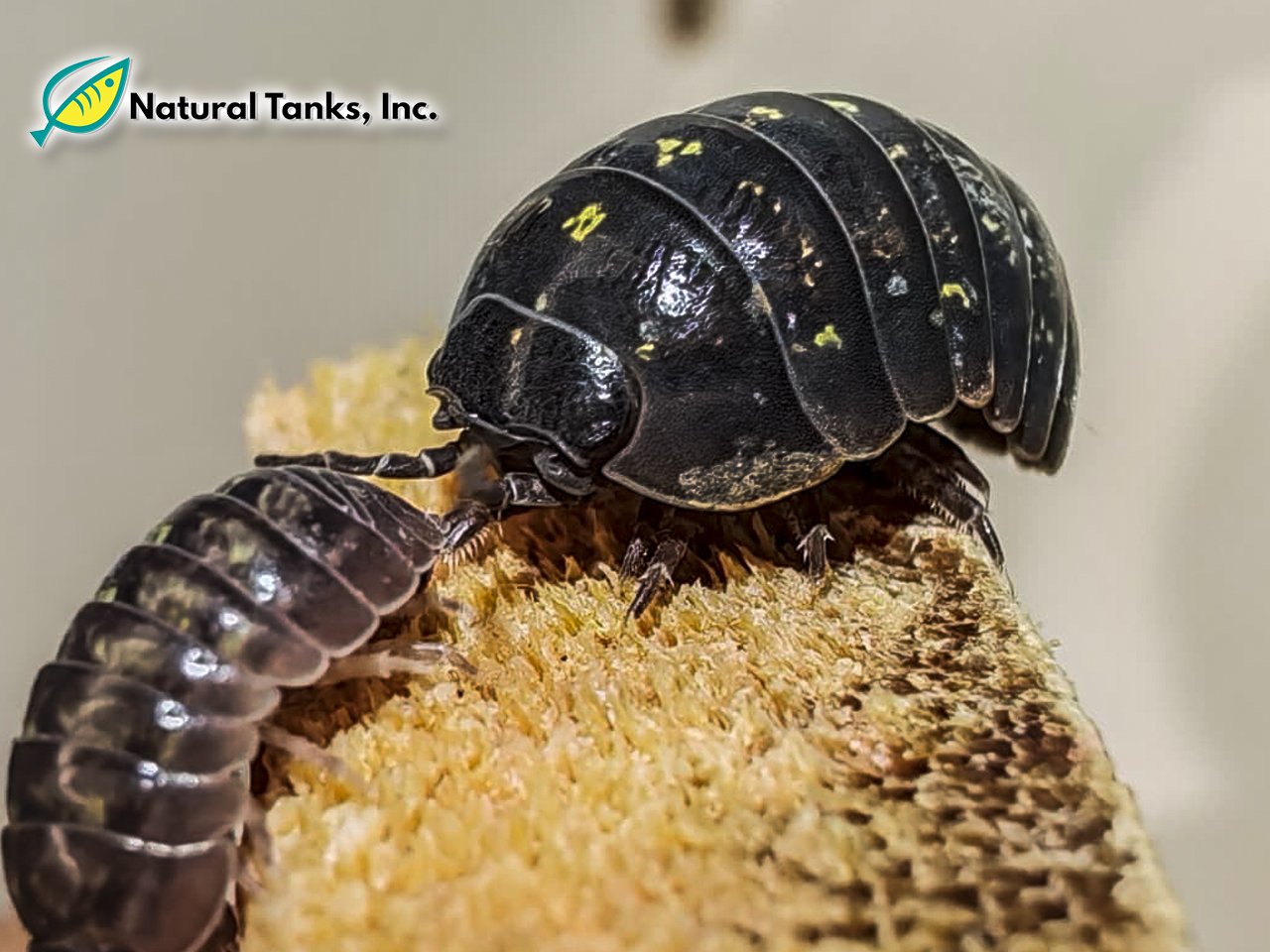 ISÓPODO – Armadillidium Vulgare (10pk) - Image 9