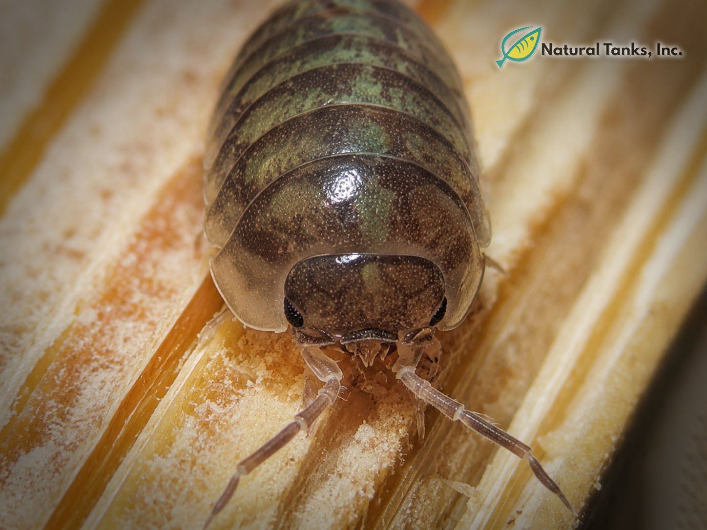 ISÓPODO – Armadillidium Vulgare (10pk) - Image 11