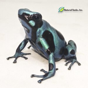Dendrobates Auratus - Mosquito Mint