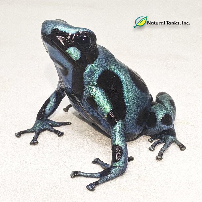 Dendrobates Auratus - Mosquito Mint