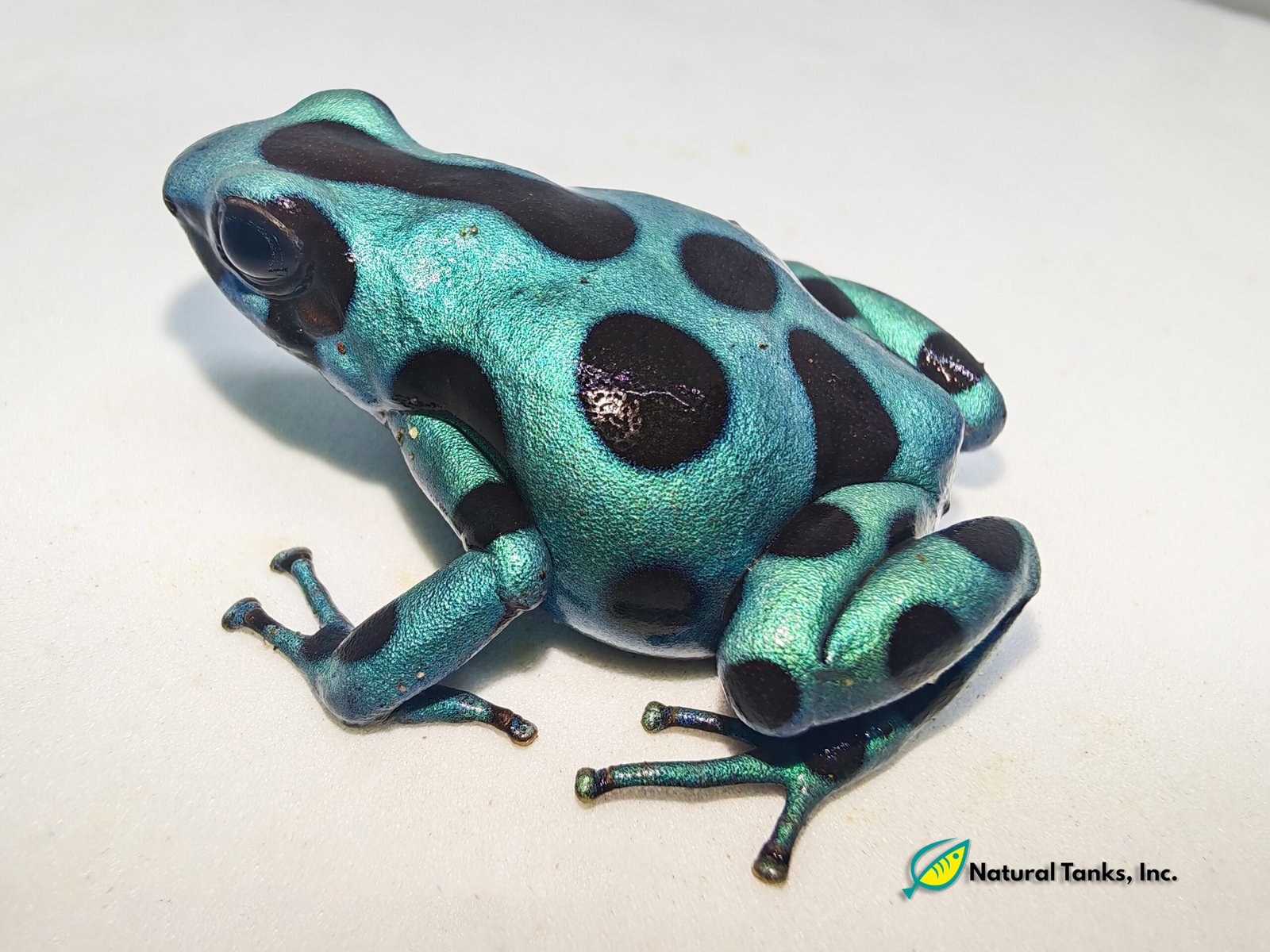Dendrobates Auratus - Mosquito Mint - Image 2