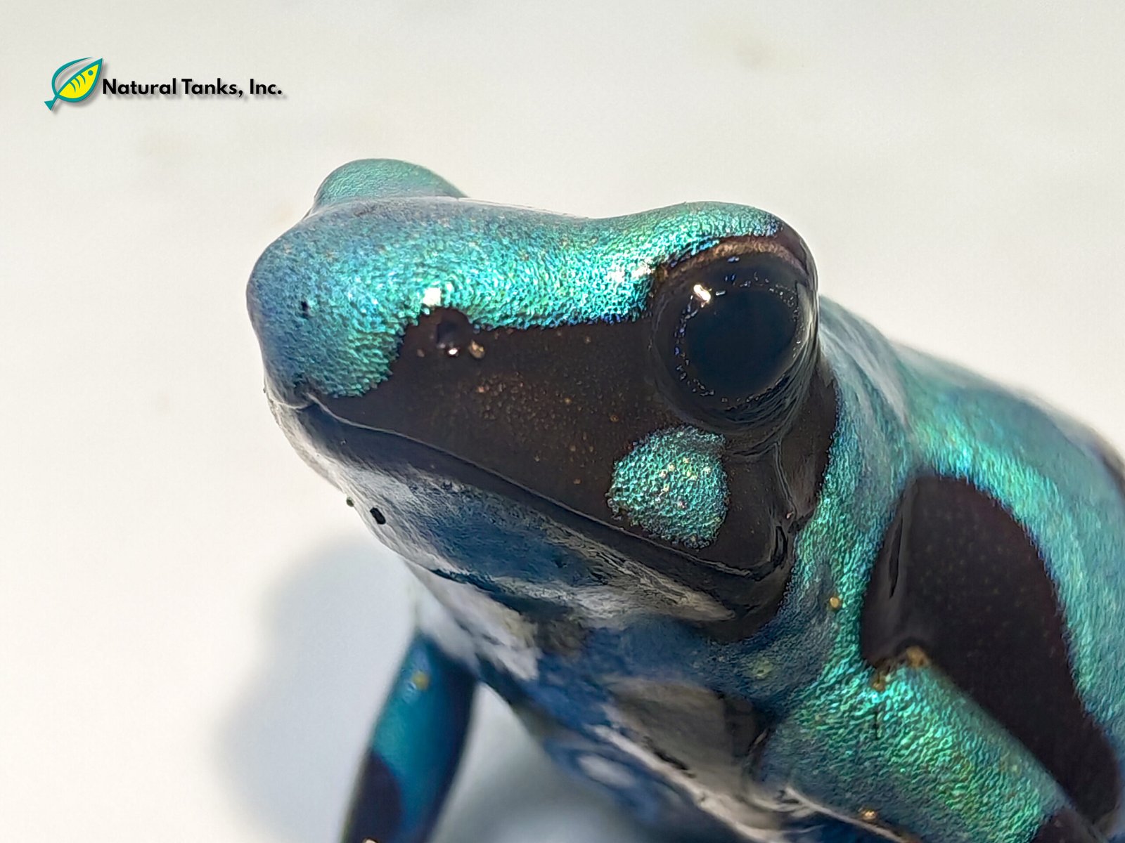 Dendrobates Auratus - Mosquito Mint - Image 3